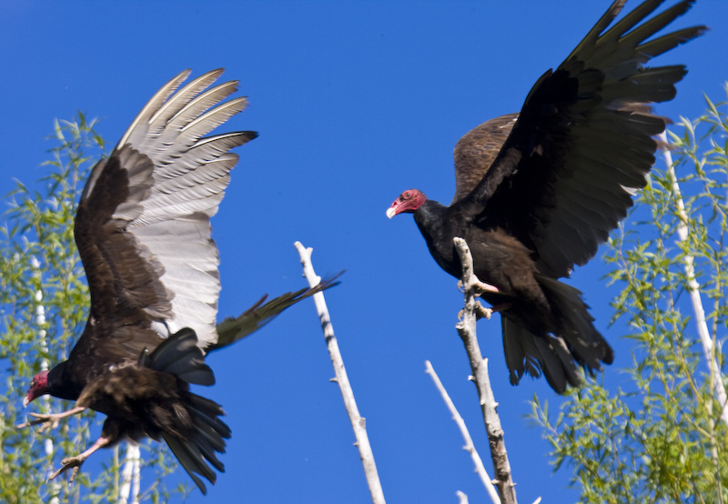 Turkey Vultures